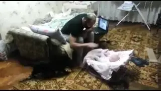 Кот защищает ребенка.