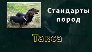 Стандарты пород Такса