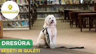 Kaip išmokyti šunį komandų „sėdėti“ ir „gulėti“?