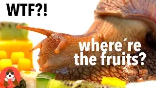 Baby GIANT African Land Snail likes fruits | 4K