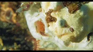 Anilao, Philippines, Buceo Dive & Beach Resort, April 2022
