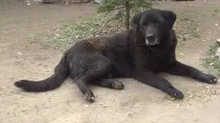 ЧЕКУШЕЧНЫЙ ОБЗОР#4 ЧАХОХБИЛИ ИЗ КУРИЦЫ,ВОДКА MEDOFF,ВОДКА ЗЕЛЕНАЯ МАРКА