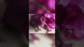 How Fast Does a Chameleon Change Color?