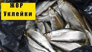 Жор уклейки 2