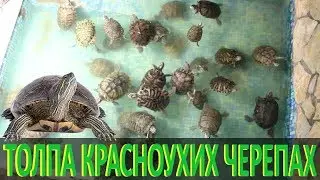 Толпа красноухих черепах!