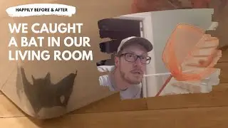 We Caught A Bat In Our Living Room