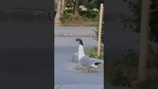 ужас!!!! полное видео чайка съела белку  #shorts