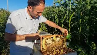 Karakovan balı |Ladik /SAMSUN |02.08.2024 #bee#queen#summer