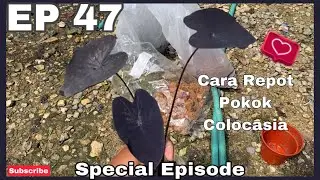 Cara Repot Pokok Colocasia | JPlan Garden
