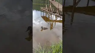 Кто сказал что я дикая..