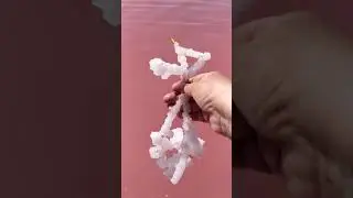 Розовое озеро с.Коряковка