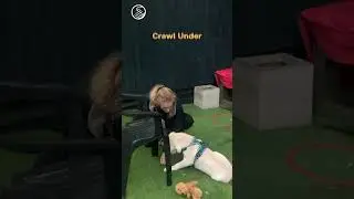 Trick Training Service 🧙