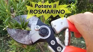 PRUNING ROSEMARY