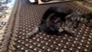 Кот милая милота НОВИНКА 2015/Cat cute