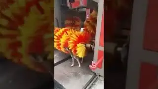 Dog Getting Fresh for a Day