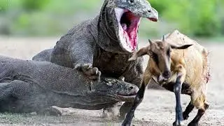 World's Most Dangerous Lizards