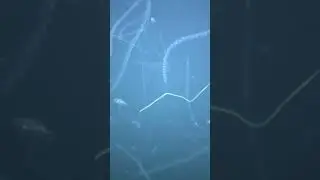 Can you guess what this is?
