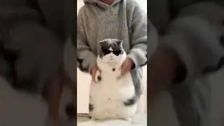 Cat videos cute cats kittens 😻💕