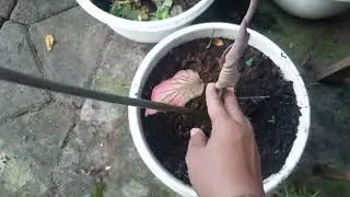 Inspirasi Sehat Pagi Ini...🙏🏻💦🌺..My Invinity yg Sehat, Subur dan Merah Ceria...❤🥰👍