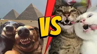 DOG VS CAT