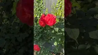 This Rose Is Incredible🌹 #shorts