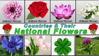 National Flower From Different Countries   Names Of Flowers With Pictures ‎@Easy182 