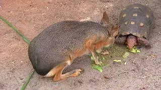 Zoocademy by T-Mobile - Orders/Classifications of Animals