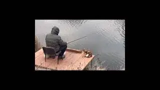 Релакс у кота