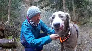 大岳山に愛犬と登山