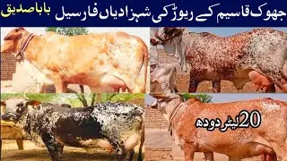 3پیور چولستانی جھوک قاسیم کا ریوڑ کی گائیاں فارسیل کمال کر دیا بابا صدیق نے20لیٹر دودھ شاندار انٹری
