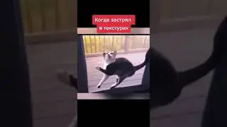 😹 Застрял в текстурах 😹 | ТикТок #shorts