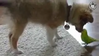 Perro y cotorra, amigos