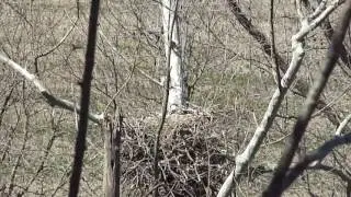 Baby eagles playing in the nest while mom keeps an eye out from above and dad's gone fishing