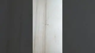 How does a spider finds its food?