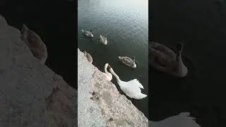 лебеди плывут за мной, а потом резко меняют курс))