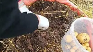 Урожай обычной магазинной картошки с тубы/Урожай 2022