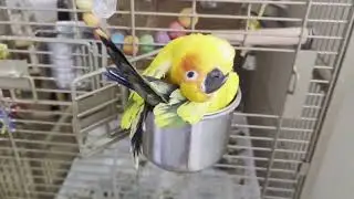 Bird in a cup
