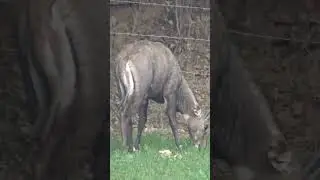 गेहूँ के खेत में खाता 🐂 