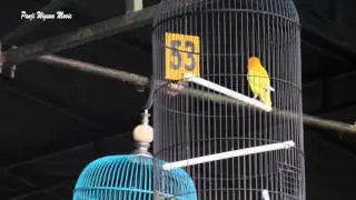 SUARA BURUNG : Ngekek 3 Menit Bikin Roro Di Tawar Sampai 450 Juta