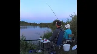 Рибалка на поплавок. Вечірня рибалка на озері, клев плотви на маховую удочку.🎣🐟🐟🐟