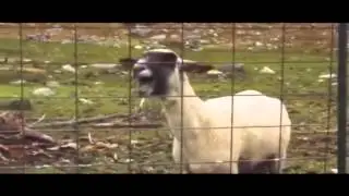Avril Lavigne - Rock N Roll (Hilarious Goat Scream) (Ovelha | Cabra Grito) #Funny