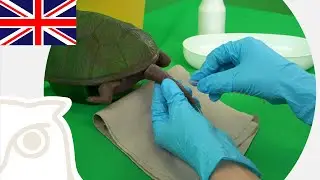 CSL: Blood Sampling on Turtles
