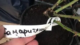 Саженцы Роз из 