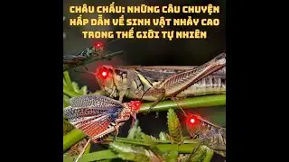Châu Chấu: Những Câu Chuyện Hấp Dẫn Về Sinh Vật Nhảy Cao Trong Thế Giới Tự Nhiên