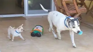 Staffordshire Bull Terrier and Puppy Chihuahua playing
