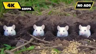 Dark Earth Diggers: 3 Hours of Deep Soil Mouse Exploration for Cats 🐭 (4K 60FPS)