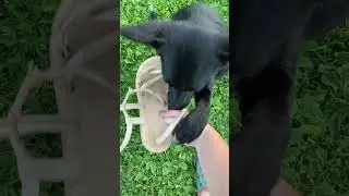 Лишила маму босоножки🤦‍♀️ #колесникованаталья #собака