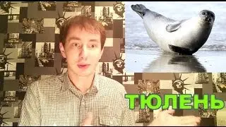 ТЮЛЕНЬ
