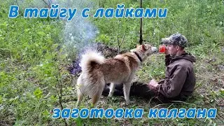 С лайками в лес  готовим дубовые веники и корень калган