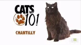 Шантильи 101Kote.ru Chantilly 101Cats